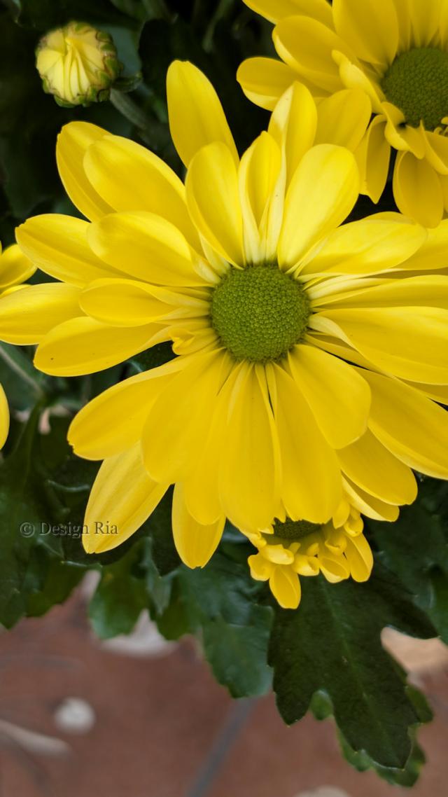 Chrysant.jpg