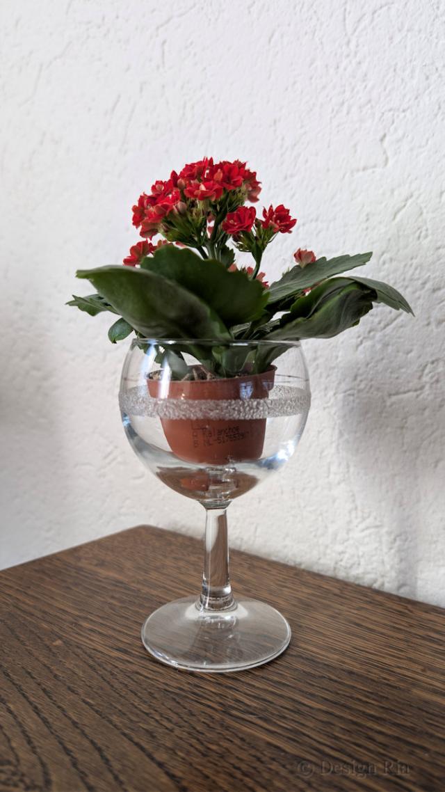 Kalanchoe (2).jpg