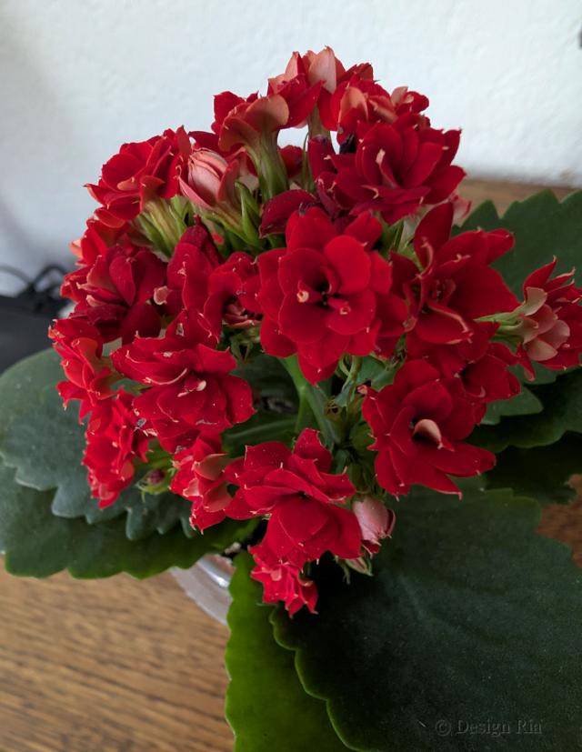 Kalanchoe (1).jpg