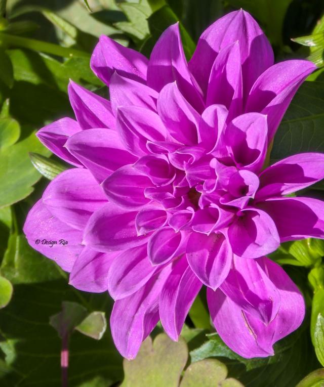 Dhalia paars.jpg