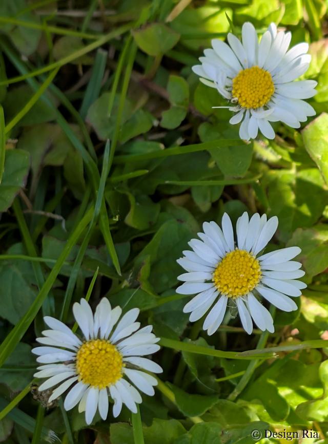 Margrietjes in het …