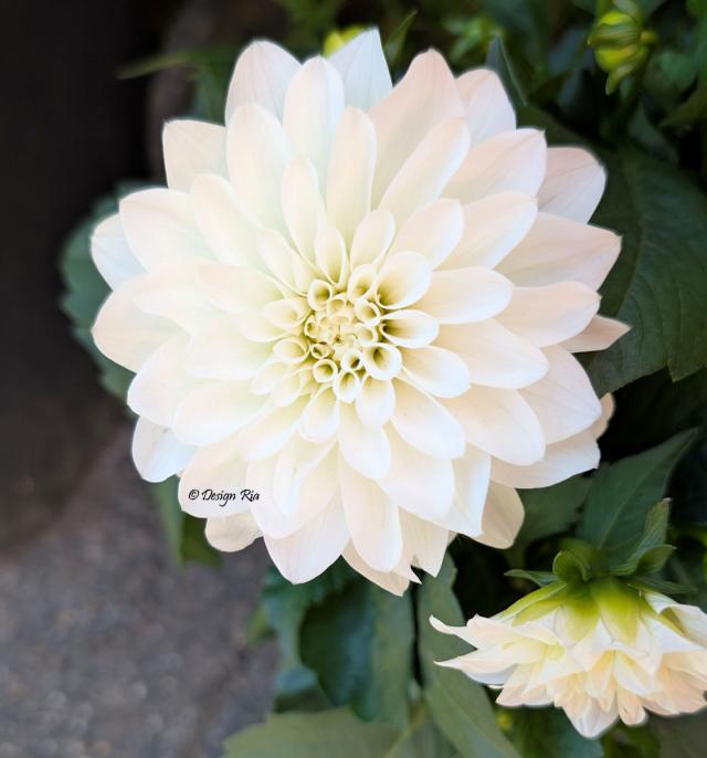 Dhalia wit.jpg