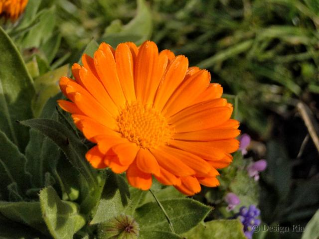 Bloemen 1